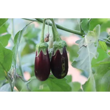 Organic Brinjal 